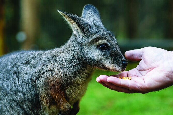 Puffing Billy Escapade and Moonlit Sanctuary Wildlife Magic - Who Would Love This Tour?