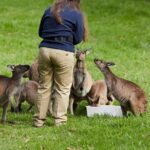 Puffing Billy Train&Healesville Sanctuary&Yarra Valley Wine Tour - Practical Details and What to Expect