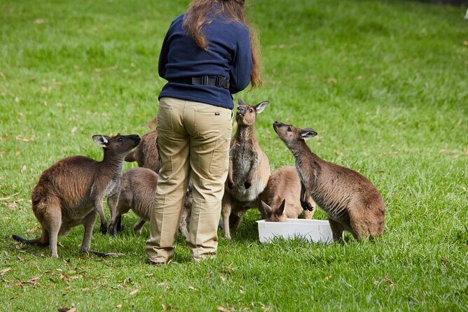 Puffing Billy Train&Healesville Sanctuary&Yarra Valley Wine Tour - Practical Details and What to Expect