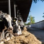Puglia: Masseria Seppunisi Tour, Cheese, Burrata Tasting - The Farm and Its Animals