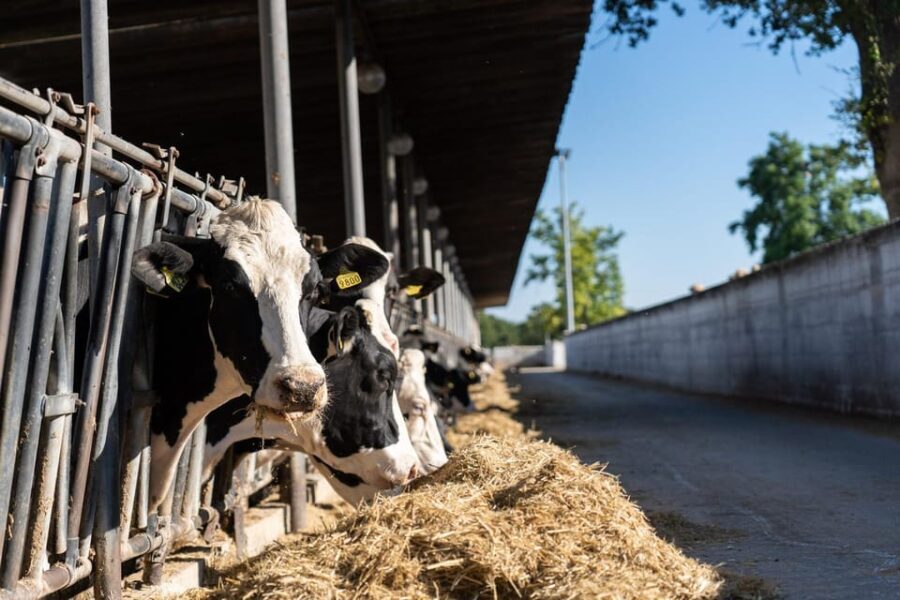 Puglia: Masseria Seppunisi Tour, Cheese, Burrata Tasting - The Farm and Its Animals