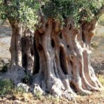 Puglia: Olive Oil Tasting Experience with Olive Grove Walk - Practical Details: What You Need to Know