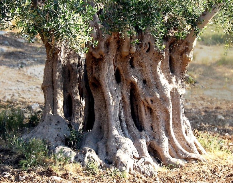 Puglia: Olive Oil Tasting Experience with Olive Grove Walk - Practical Details: What You Need to Know