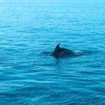 Pula: Dolphin and Sunset Watching with Dinner and Drinks - Detailed Breakdown of the Itinerary