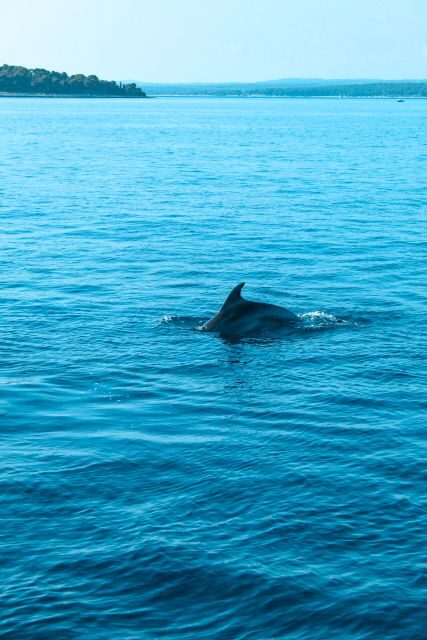 Pula: Dolphin and Sunset Watching with Dinner and Drinks - Detailed Breakdown of the Itinerary