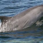 Punta Gorda/Boca Grande Beach Day Private 5hr Charter - Who Should Book This Tour?