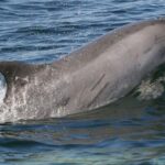 Punta Gorda/Boca Grande Dolphin Tour and Cabbage Key - Starting your adventure: What to expect from the trip