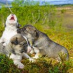 Puppy Training Experience at a Husky Farm in Tromso - Considerations and Tips
