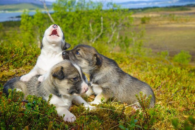 Puppy Training Experience at a Husky Farm in Tromso - Considerations and Tips