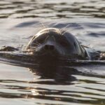 Puumala: Lake Saimaa Seal Watching Cruise - Who Should Consider This Tour?