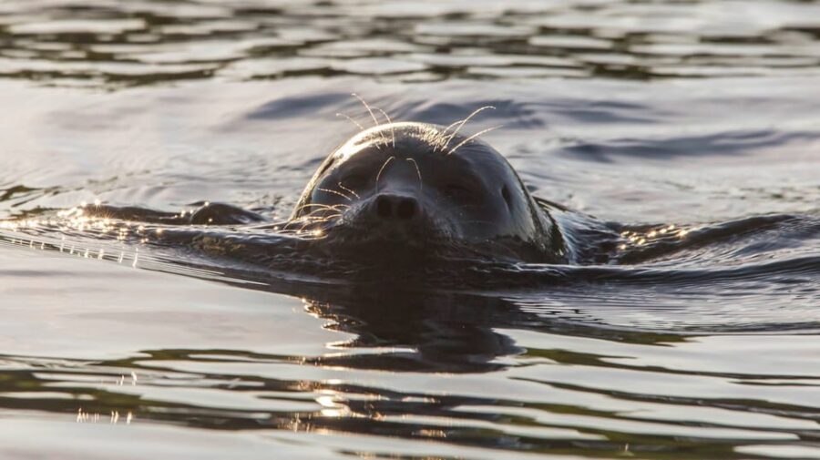 Puumala: Lake Saimaa Seal Watching Cruise - Who Should Consider This Tour?