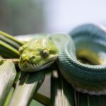 PVT Guided Tour: Sydney Opera House and Featherdale Wildlife Park - FAQ: Common Questions about the Sydney Opera House and Featherdale Wildlife Park Tour
