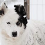 Pyhätunturi: Husky safari 5km including a farm visit - Who Will Love This Tour?