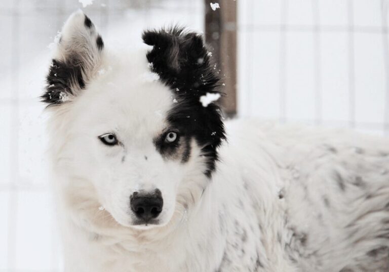 Pyhätunturi: Husky safari 5km including a farm visit - Who Will Love This Tour?
