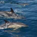 Quarteira: Algarve Coast, Caves and Dolphin Watching Cruise - The Itinerary in Detail