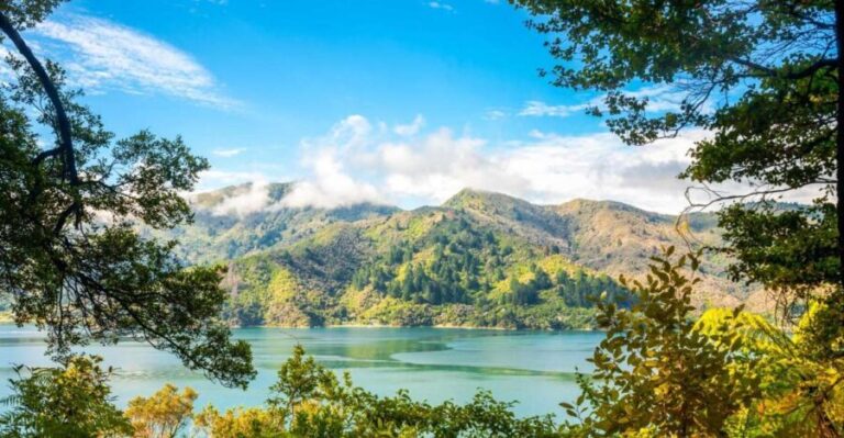 Queen Charlotte Track: Cruise & Self-Guided Hike from Picton - What’s Included and What You Should Bring