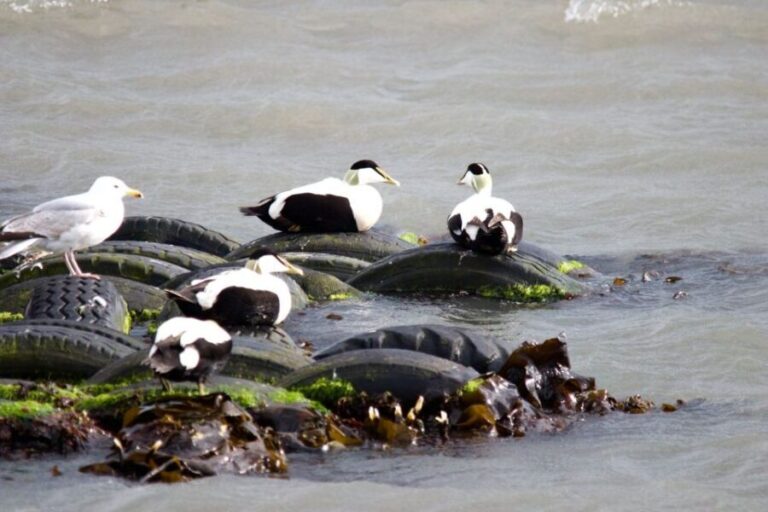 Queensferry: Maid of the Forth 1.5-Hour Sightseeing Cruise - An In-Depth Look at the Queensferry: Maid of the Forth Cruise