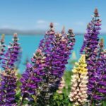 Queenstown to Lake Tekapo via Mt Cook One-Way Small Group Tour - How the Experience Comes to Life