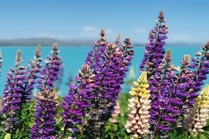 Queenstown to Lake Tekapo via Mt Cook One-Way Small Group Tour - How the Experience Comes to Life