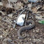 Querceti di Quasano: excursion in the Alta Murgia National Park - Detailed Review and Insights
