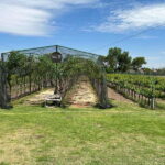 Querétaro: Cheese & Wine Tour In A Day - Why This Tour Offers Great Value