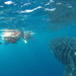 Quintana Roo: Whale Shark Swim, Private Boat Trip, and Lunch - FAQ