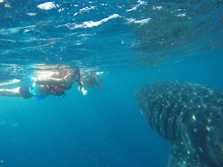 Quintana Roo: Whale Shark Swim, Private Boat Trip, and Lunch - FAQ