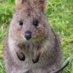 Quokkas Delight Rottnest Island - Authentic Experiences & Traveler Insights