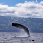 Rabo de Peixe: Sperm Whale Sanctuary Expedition - Who Should Consider This Tour?