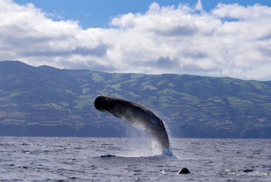 Rabo de Peixe: Sperm Whale Sanctuary Expedition - Who Should Consider This Tour?