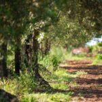 Raccolta delle olive e degustazione vini e olio con brunch ad Alcamo - The Sum Up: Who Will Love This Experience?