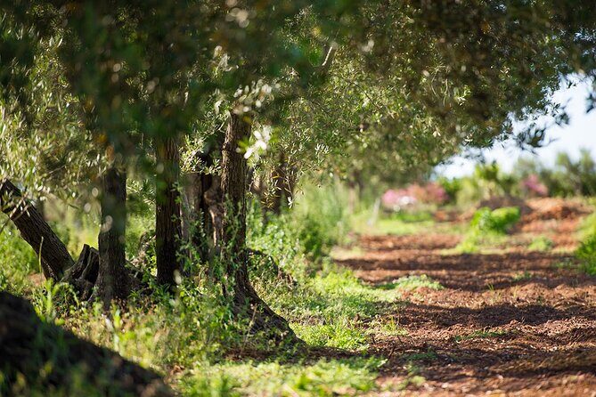Raccolta delle olive e degustazione vini e olio con brunch ad Alcamo - The Sum Up: Who Will Love This Experience?