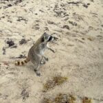 Raccoon Island Boat Tour - Indian Creek, Sanbar and Raccoons - Who Is This Tour Perfect For?