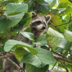 Raccoon Island: Exploration on SUP/Kayak - The Itinerary: From Paddling to Wildlife Encounters