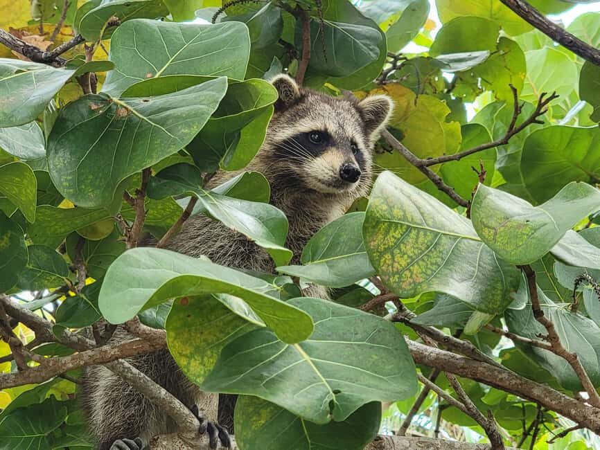 Raccoon Island: Exploration on SUP/Kayak - The Itinerary: From Paddling to Wildlife Encounters