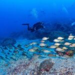 Radazul: Diving Trip in Radazul Bay with Drinks - Who this tour isn’t for