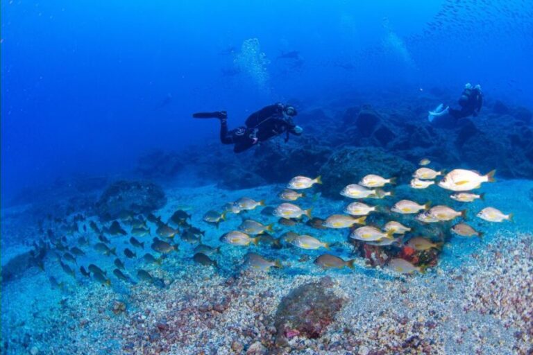 Radazul: Diving Trip in Radazul Bay with Drinks - Who this tour isn’t for