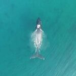 RAFT ADVENTURE - Whale Watch Discovery - Final Thoughts: Is It Worth It?