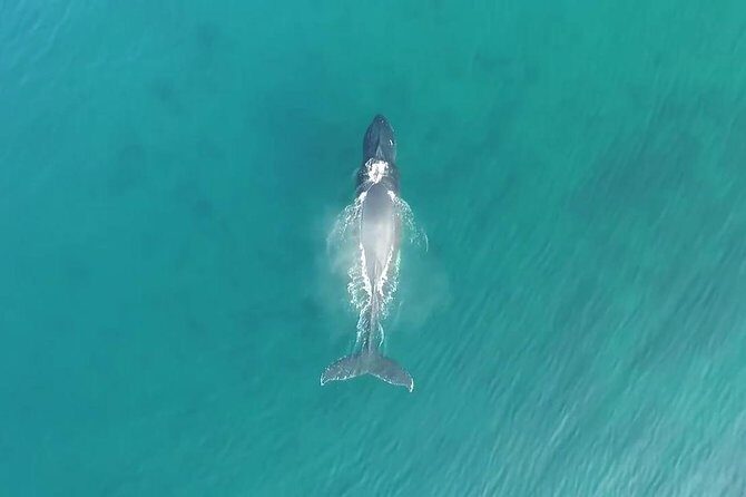 RAFT ADVENTURE - Whale Watch Discovery - Final Thoughts: Is It Worth It?