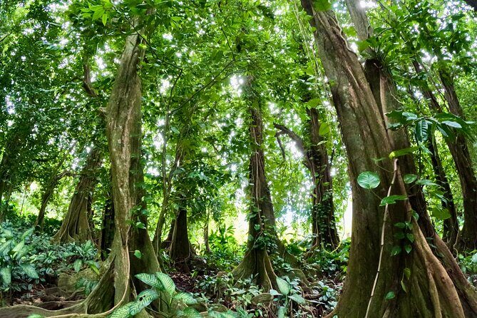 Raiatea Island or Taha'a Boat Tour - Frequently Asked Questions