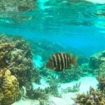 Raiatea-Tahaa Snorkeling in our beautiful Coral Garden - What Travelers Say: Authentic Experiences and Practical Insights