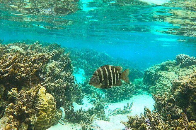 Raiatea-Tahaa Snorkeling in our beautiful Coral Garden - What Travelers Say: Authentic Experiences and Practical Insights