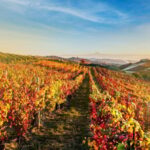 Raise a Glass: Exclusive Wine Experiences Near Orvieto - A Deep Dive into the Experience