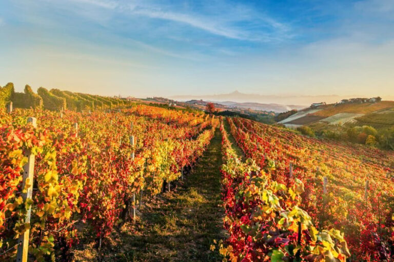 Raise a Glass: Exclusive Wine Experiences Near Orvieto - A Deep Dive into the Experience