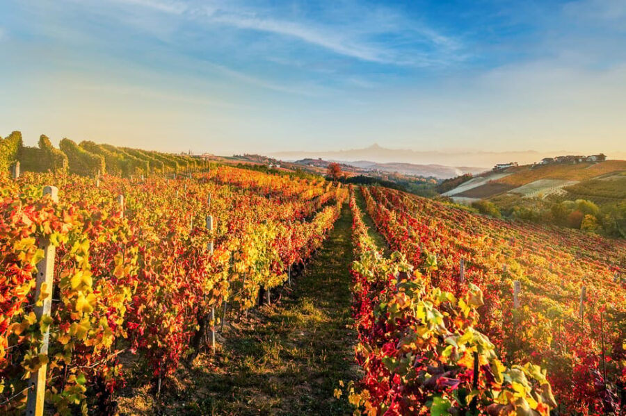 Raise a Glass: Exclusive Wine Experiences Near Orvieto - A Deep Dive into the Experience