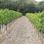 "Ramble Through The Rolling Hills Of Chianti" with lunch & Wine Tastings - Final Thoughts