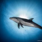 Rangiroa 2-tank Certified Scuba Dive - Who Will Love This Tour?