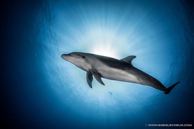 Rangiroa 2-tank Certified Scuba Dive - Who Will Love This Tour?