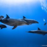 Rangiroa Fun Certified Scuba dive - Frequently Asked Questions