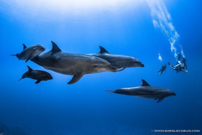 Rangiroa Fun Certified Scuba dive - Frequently Asked Questions